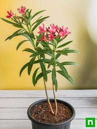 Image result for Nerium oleander