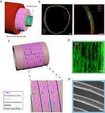 • smooth muscles respond to stretch only briefly, and then adapts to its new length. Inducing Highly Physiologically Relevant Phenotypes Of Human Vascular Smooth Muscle Cells Via 3d Printing Biorxiv