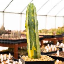 Image result for Myrtillocactus geometrizans