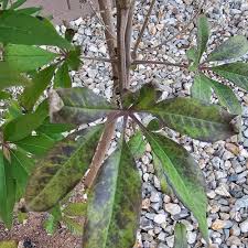 Image result for Vitex mombassae