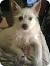 Rat Terrier Dachshund Mix