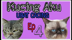 Ramai yang kongsikan di facebook tentang kepentingan pengambilan ubat cacing untuk orang dewasa, bukan hanya budak kecil je perlu makan. Cara Cara Memberi Makan Ubat Cacing Pada Kucing L My Style Youtube