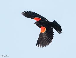 Black Bird With Red Under Wing 17260268311 F5af8b1643 B Jpg 1024 778 Black Bird Red Wing Blackbird Birds Flying