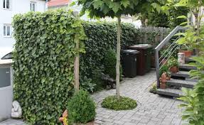 Sichtschutz Auf Die Schnelle Efeu Pflanzen Vorgarten Zaun Garten