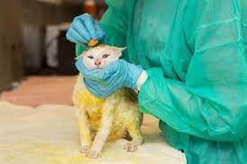 Ask The Expert Ringworm Treatment Humanepro By The Humane Society Of The United States