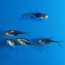 The species became an instant favorite among aquarists after its introduction in the early 1900s and is the best known and most widely kept species among the rasboras. Purple Harlequin Rasbora Trigonostigma Heteromorpha Fish Design Freshwater Fish Tropical Fish