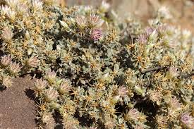 Image result for Macledium sessiliflorum