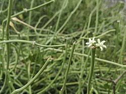 Image result for Cynanchum mossambicense