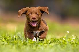 Hunde benötigen sehr viel mehr ruhe, als ihre menschen sich das häufig vorstellen können. Ab Wann Mit Dem Welpen In Die Hundeschule Modern Dogs De