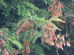 Image result for Pterolobium stellatum