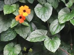 Image result for Thunbergianthus