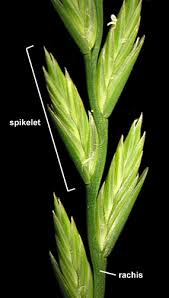 Image result for Lolium