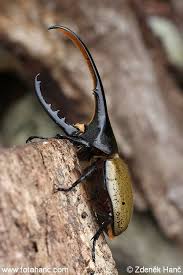 Black And White Biting Insect Uk Dynastes Hercules Hercules Beetle Insect Beetle Bugs And Insects