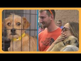 Tracysdogs Dog Rescue Shelters Rescue Dogs Shelter Dogs