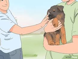 They are truly adorable and lovable. 4 Ways To Buy A German Shepherd Puppy Wikihow