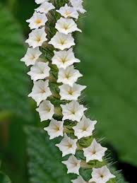 Image result for Heliotropium indicum