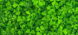 A green leaf with heart shaped petels. The Legend Of Shamrocks