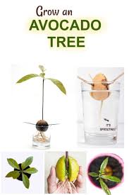 Grow Avocado Tree Growing An Avocado Tree Grow Avocado Avocado Plant