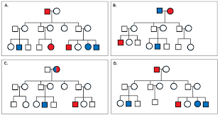 How To Make A Pedigree Chart With Genotypes Www