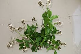 Image result for Psychotria sublyrata