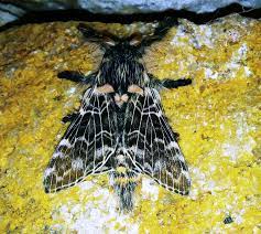 Heteroceres D Argentine Les Lepidopteristes De France