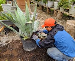 How to transplant a cactus. Repotting My Agaves The Martha Stewart Blog