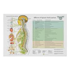 Chiropractic Subluxation Spinal Nerves Ans Chart