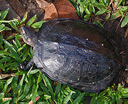 Small turtle colouring coloring page in 2020 turtle coloring pages flower coloring pages animal coloring pages. Kura Kura Pipi Putih Wikipedia Bahasa Indonesia Ensiklopedia Bebas