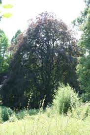 Blutbuche Pflanzenpatenschaft Im Botanischen Garten