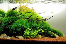 Tanaman jenis anubias ini bila digunakan untuk aquascape biasanya digunakan sebagai tanaman tambahan untuk mempercantik dan memberikan kesan memiliki tanaman besar di dalam akuarium. Artikel Tanaman Air Tawar Aquascape Ini Paling Digemari
