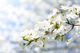 Known for purity, white flower blooms are sure to make your space more tranquil. Spring Snow Flowering Apple Tree Fruitless Crabapple Tree Elegant P Online Orchards