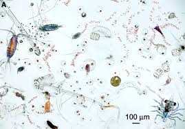 Foraminifera