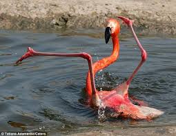 I Ve Fallen And I Can T Get Up Funny Flamingo Funny Animal Memes Bones Funny
