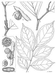 Image result for Brazzeia