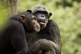 parasites and the evolution of primate culture in 2021 chimpanzee animals primates