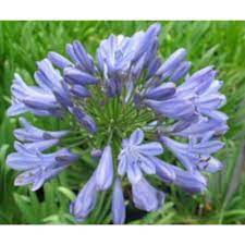 3 Gal Blue Lily Of The Nile African S Agapanthus Shrub With Blue Flowers A937g3 The Home Depot
