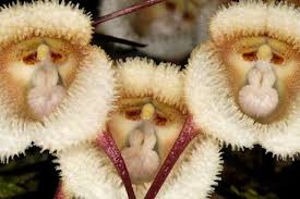 MEET DRACULA ORCHID SIMIA, 'Orchid Monkey'