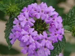 Below are member comments regarding how to plant verbena bonariensis lollipop. Verbena Plant Varieties And Gardening Tips Southern Living