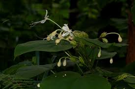 Image result for Clerodendrum rotundifolium
