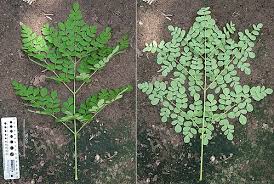 Image result for Moringa oleifera