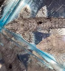 Image result for Catunaregam stenocarpa