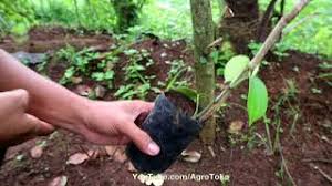Cara menanam anggur dalam pot. Cara Menanam Lada Sulur Panjat Dilahan Bebas Youtube