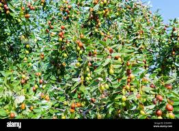 Image result for Ziziphus mauritiana