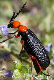Get a 60.000 second few big black ants fighting stock footage at 25fps. Blister Beetles Ask A Biologist