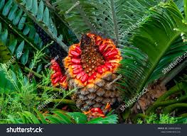 Image result for Encephalartos lebomboensis