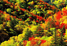 Download hd wallpapers for free on unsplash. Macbook Background Japan Nature Autumn Free Top Photos