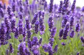Bagi orang yang peka terhadap bunga ini dapat mengalami reaksi alergi berupa kesulitan bernapas, ruam kulit, dan iritasi tenggorokan. Bunga Lavender Jenis Manfaat Cara Budidayanya