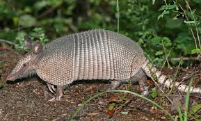 Take a look at the armadillo burrow diagram below to get a better picture of what it looks like below the surface. Armadillo Wikipedia