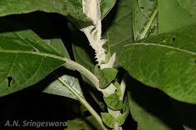 Image result for Solanum giganteum