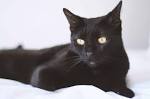Bombay cat - Wikipedia